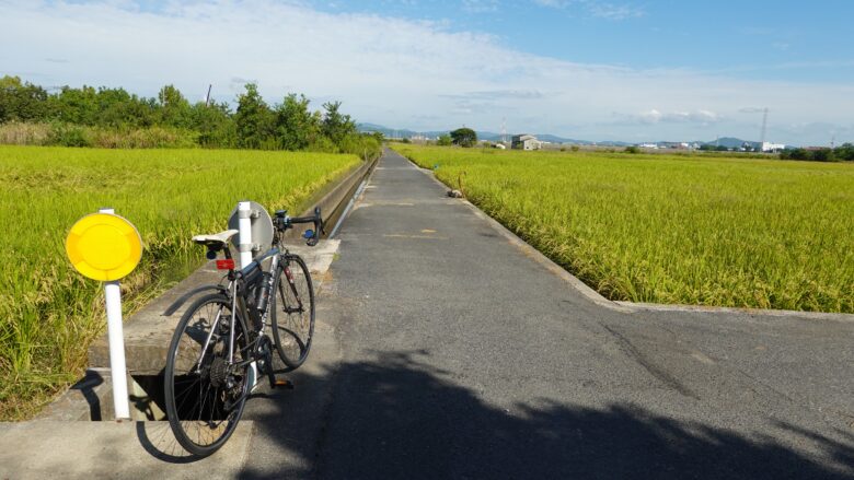 田んぼの風景