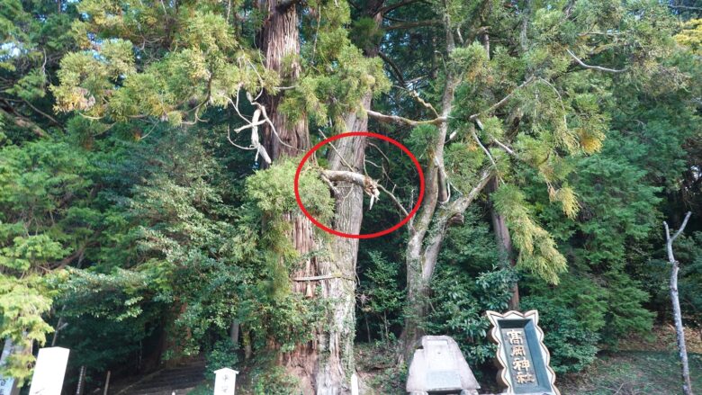 御神木を正面から見ると龍を発見