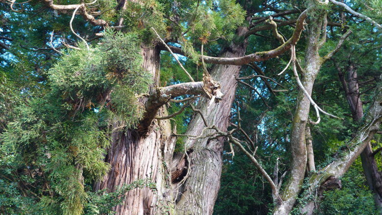 リアルな龍だな