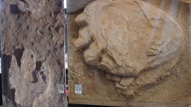 モンゴル・ゴビ砂漠で恐竜の足跡が見つかる