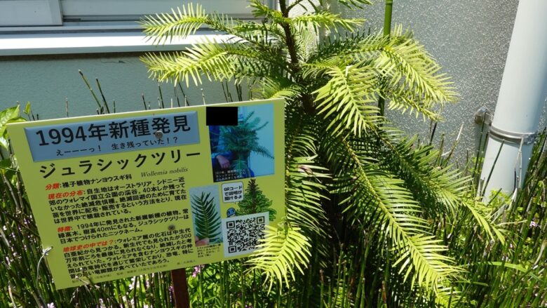 ジュラシックツリー