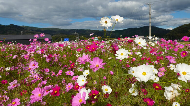可憐なコスモスが咲き乱れる姿に癒されるな～