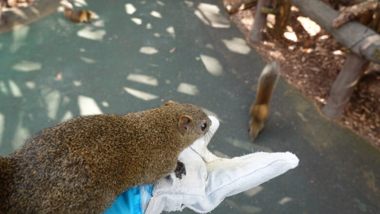 リスのエサやり体験