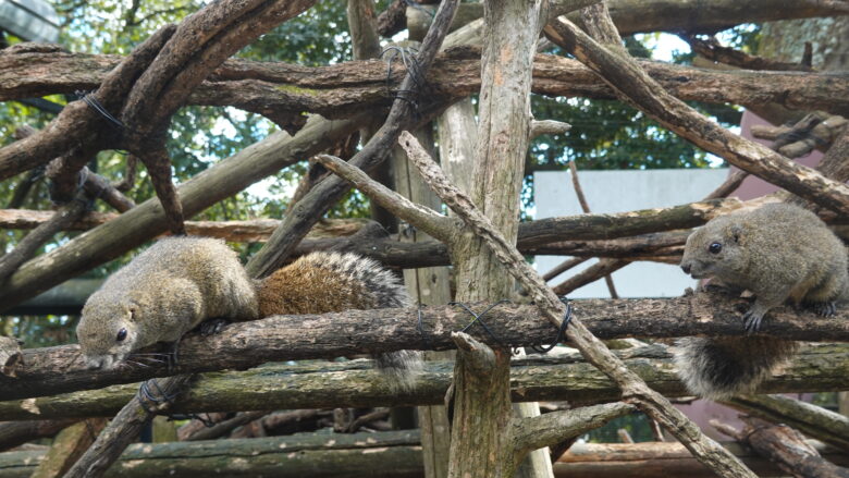 可愛いリスたちにメロメロです♪