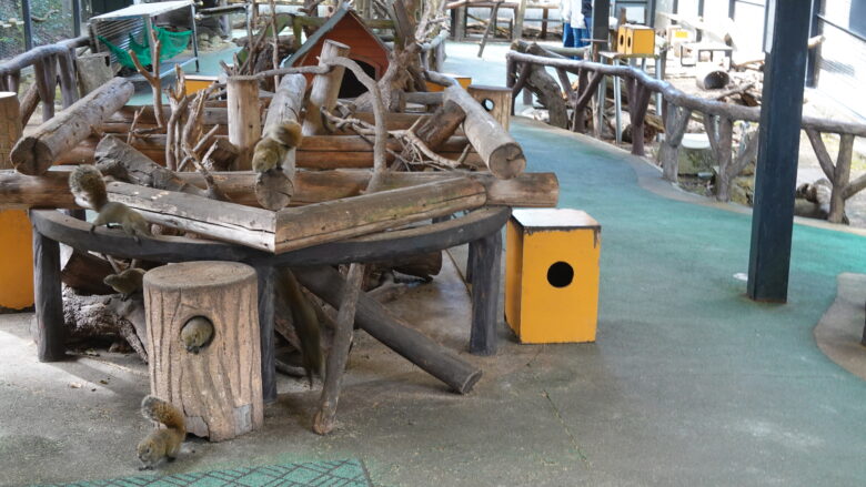 檻にはたくさんのリスがいるぞ