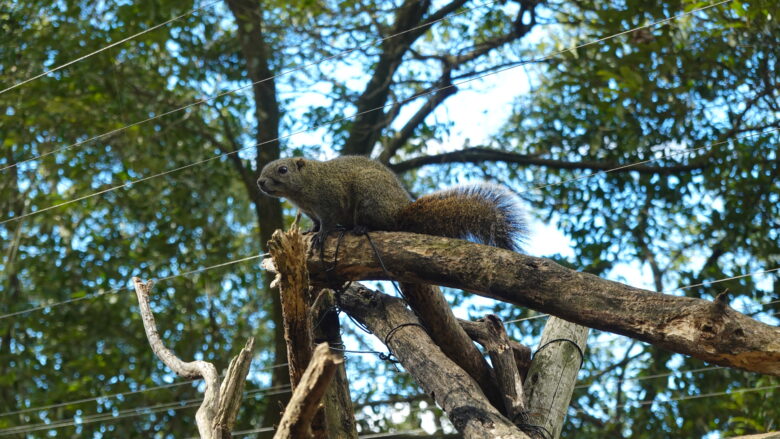 リスに癒される♪