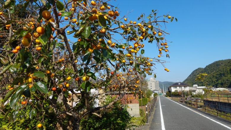 おっ、柿が実ってますね