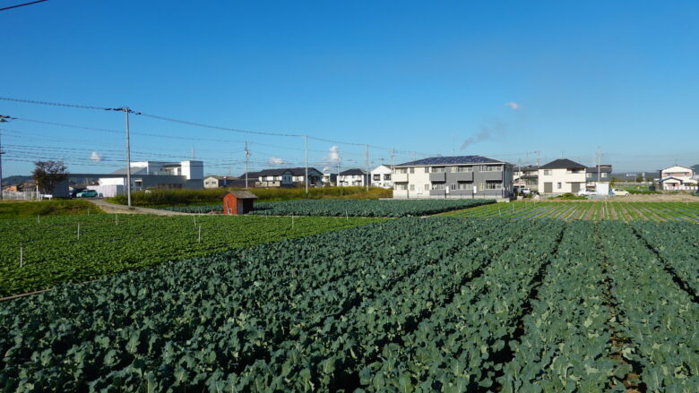 一面のキャベツ畑にテンションが上がる、上がる