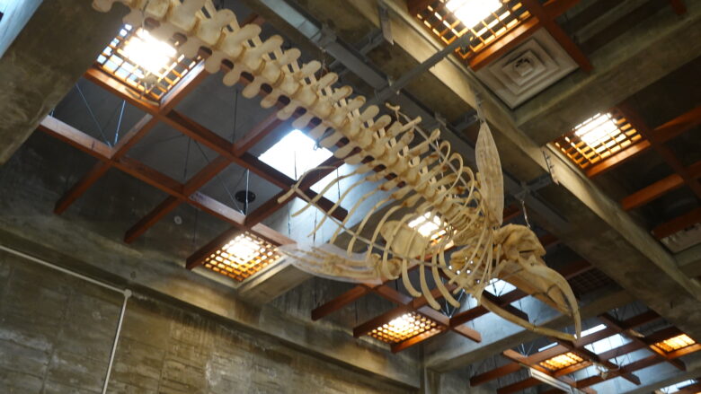 大きなクジラの骨格標本