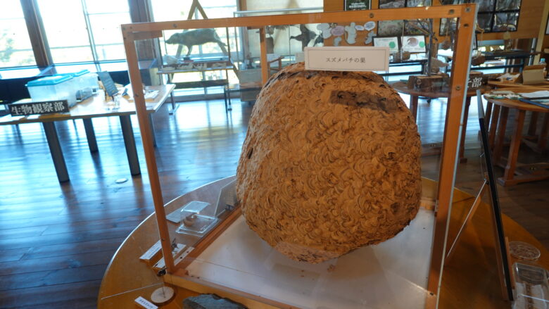 おっ、大きなスズメバチの巣だ！