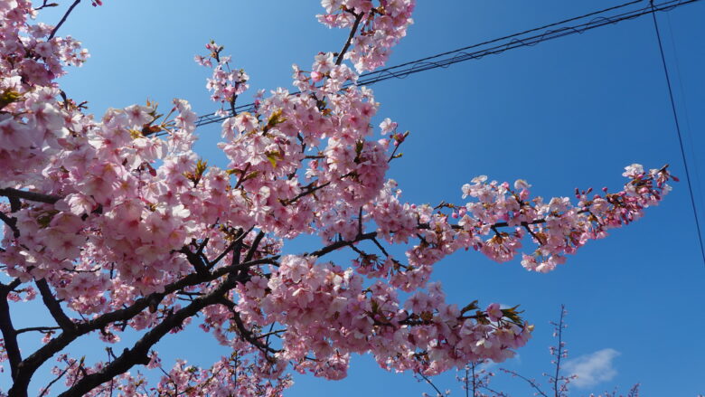 道中見かけた河津桜にテンションが上がる
