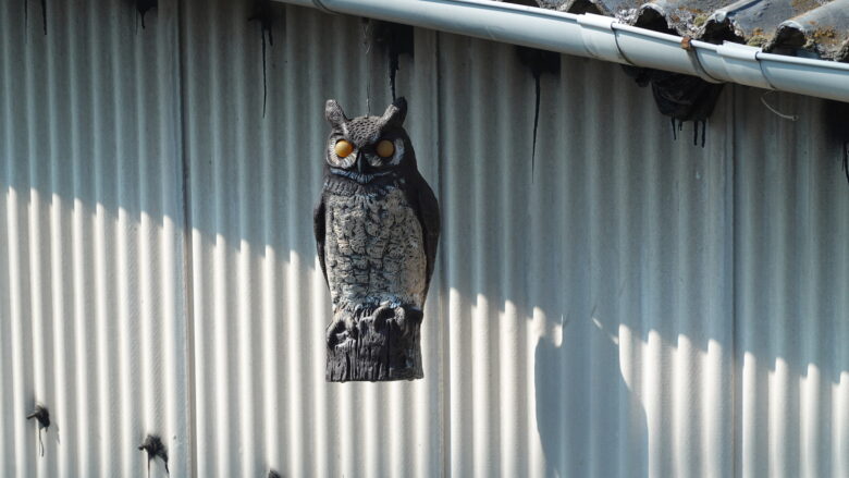 屋根の下にフクロウがいるぞ！！