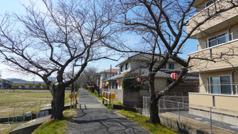 桜シーズンに通りたい並木通り