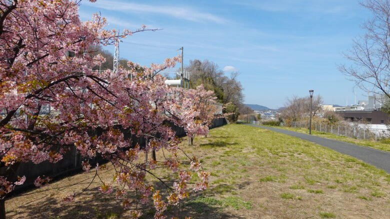 河津桜