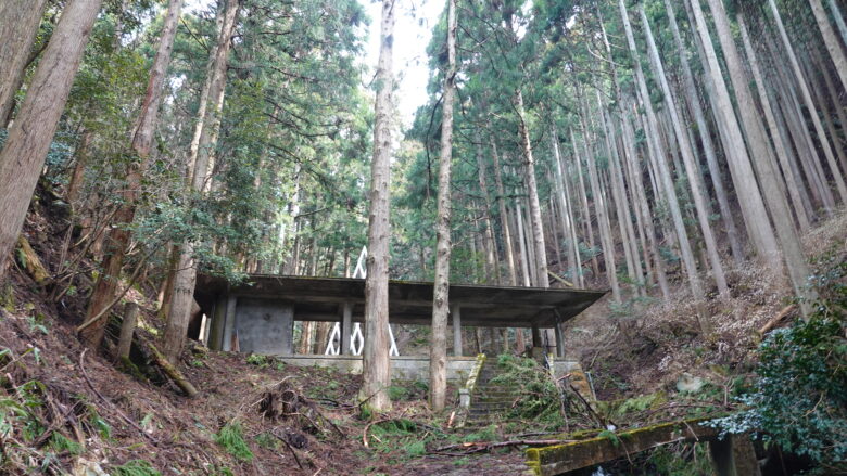 天に向かって伸びる杉