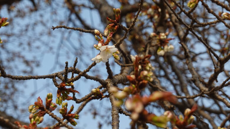 桜の花