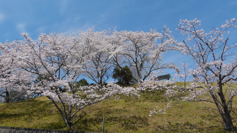 園内には桜が咲き誇る
