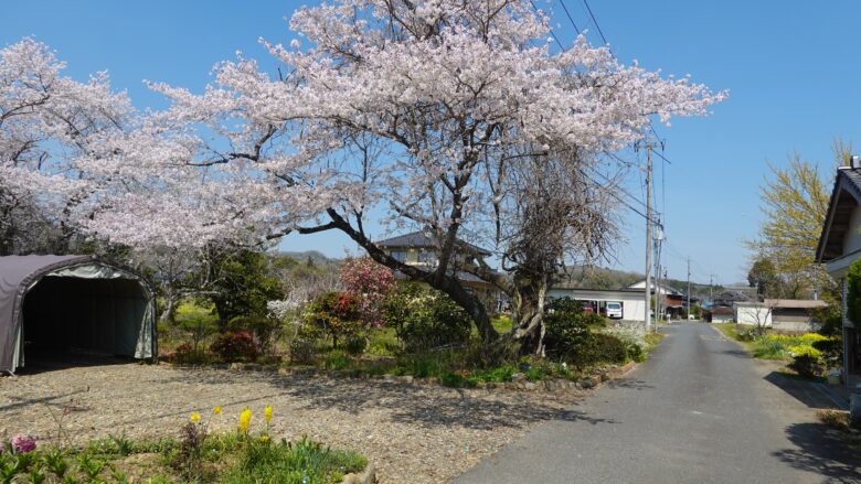 何気ない通路にも桜が咲いている