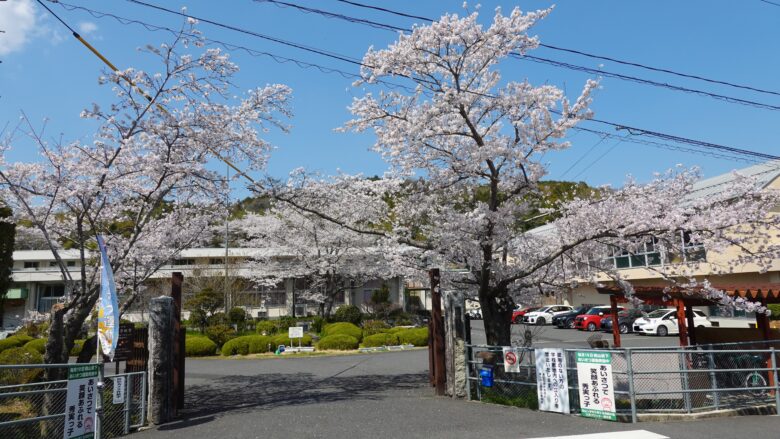 入学式の時期に桜が咲いているのはなんか良いよね