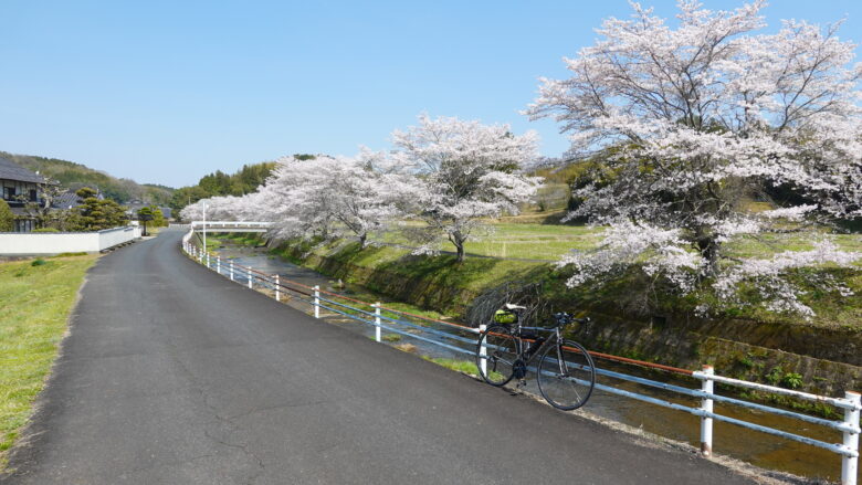 川沿いの桜というのは、絵になるな~