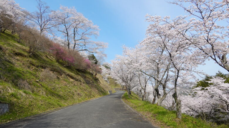 桜並木の中を進むのは気持ちが良い