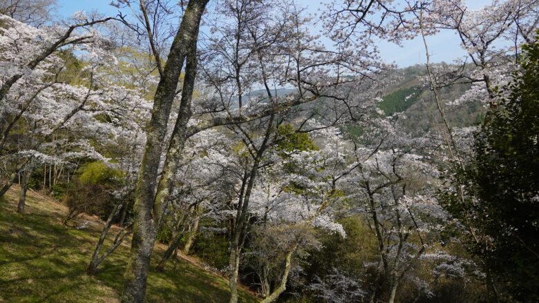 山の斜面には桜がいっぱい