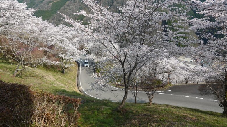 桜街道を征く