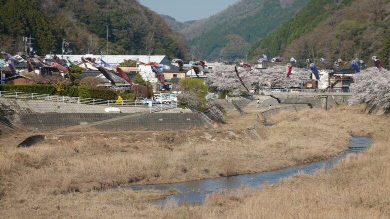 旭川に舞う鯉のぼりたち