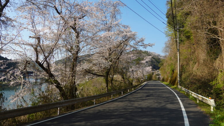 桜ロードをゆく