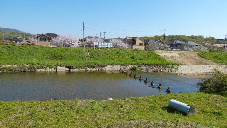 里見川沿いに桜が並ぶ