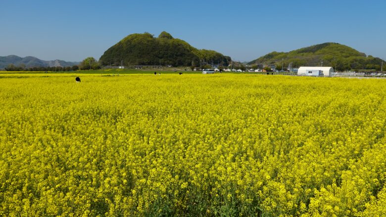 黄色い絨毯が広がる景色が素晴らしい