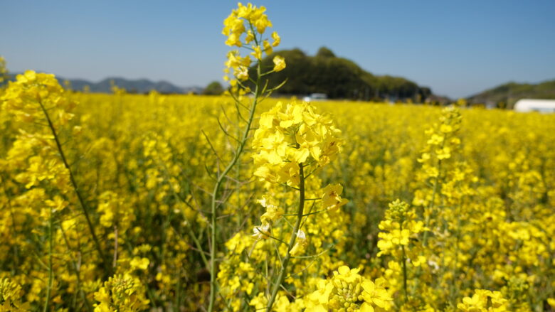 菜の花の可愛らしさよ