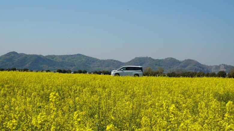 菜の花畑のそばを、ゆっくりと走る車が絵になる
