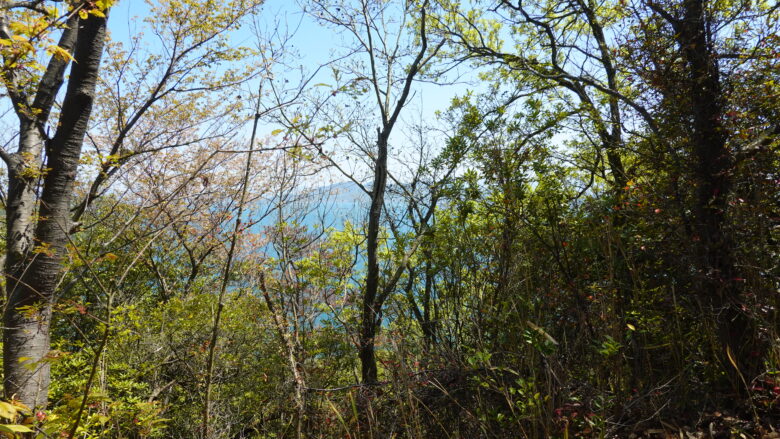 木々の隙間から瀬戸内海を眺める