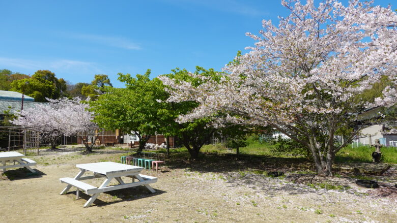 ベンチに座りながら、桜を愛でたい