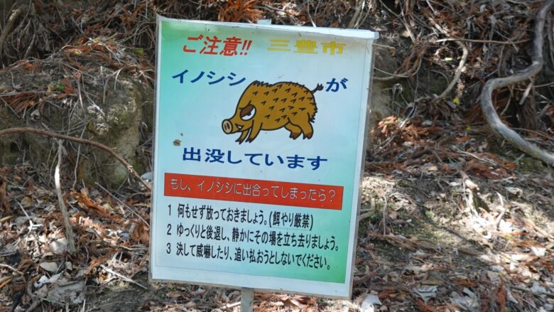 イノシシに注意