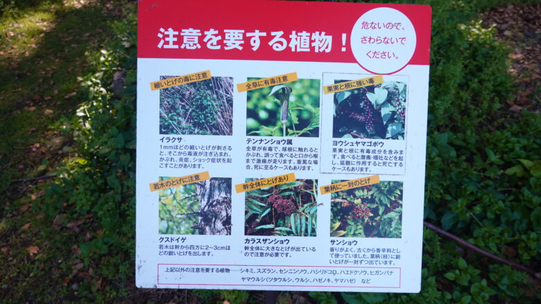 危ない植物もある
