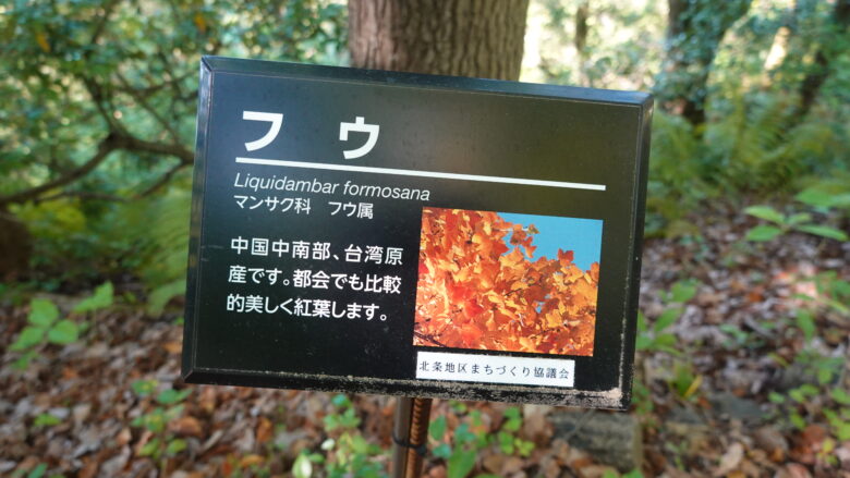 なるほど、紅葉シーズンでは目を引くだろうな