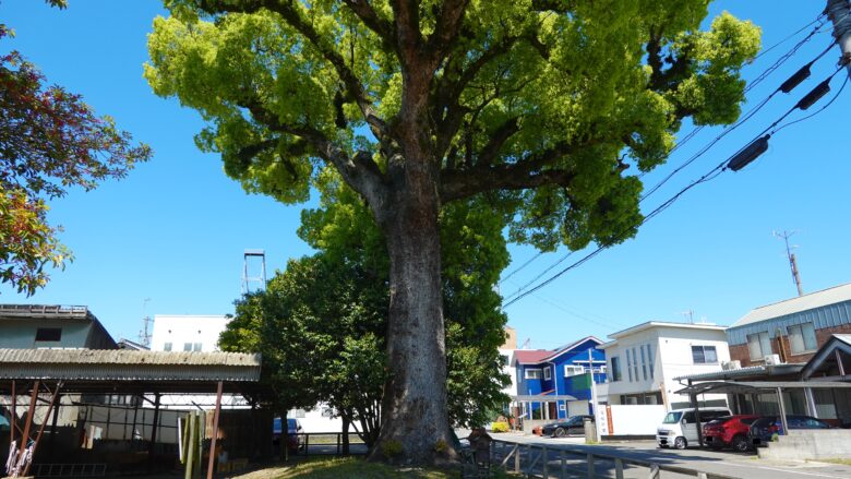 力強さを感じてやまない