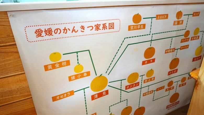 愛媛の柑橘家系図
