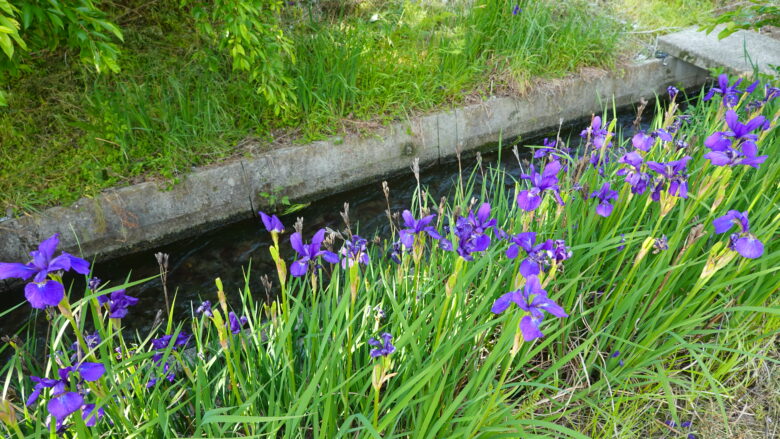 日本古来の植物「アヤメ」