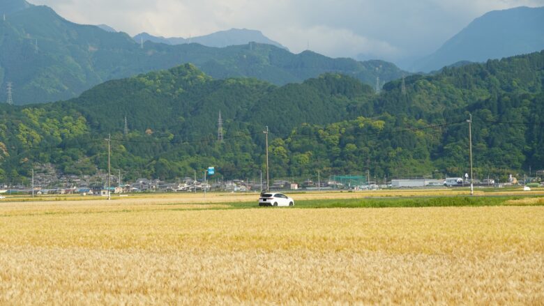 田園一面に広がる農作物の光景